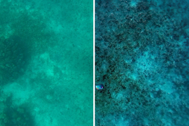Two photos show underwater floor, with one on left more muted and murky.